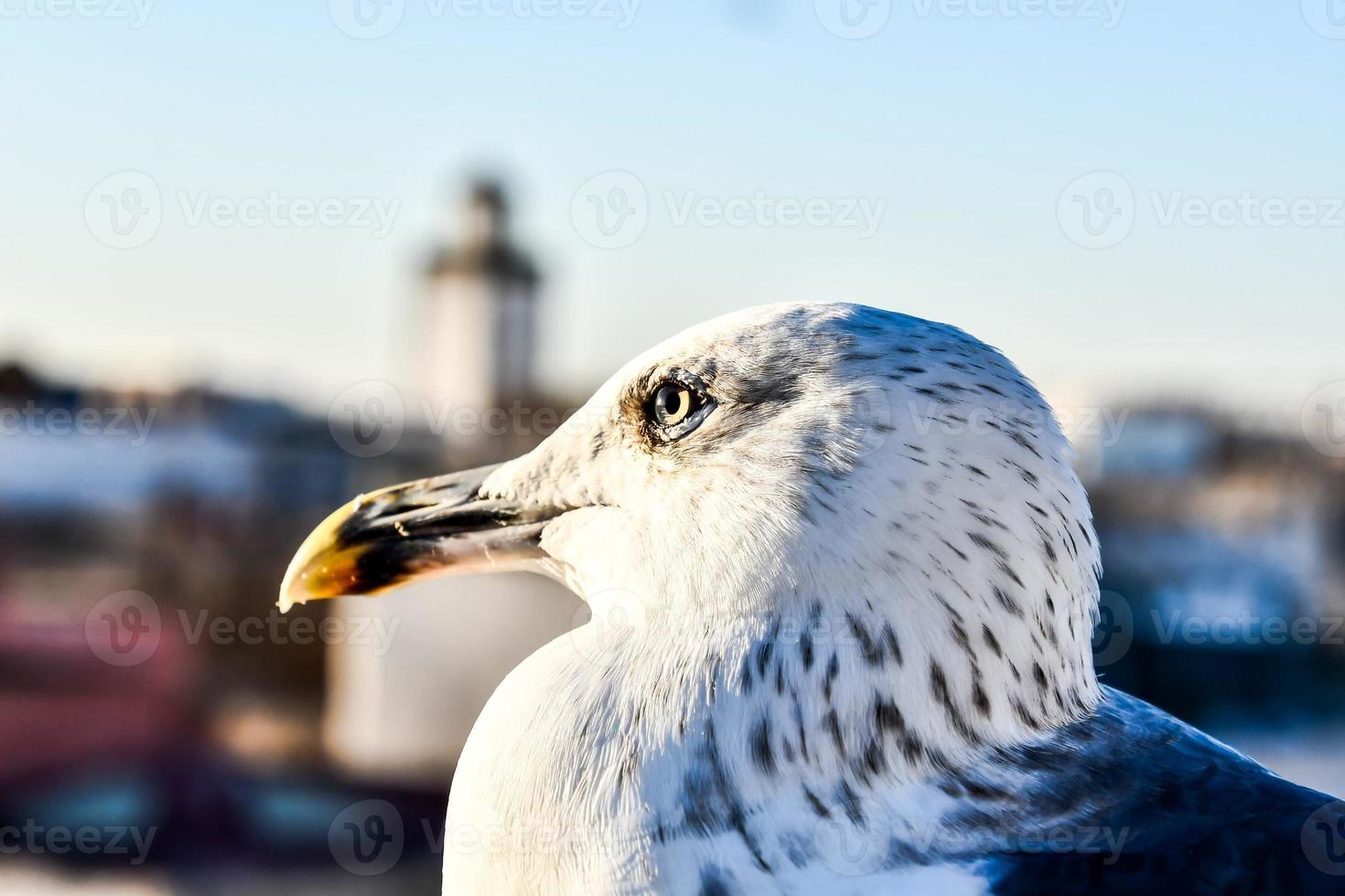 fiskmås i marocko foto