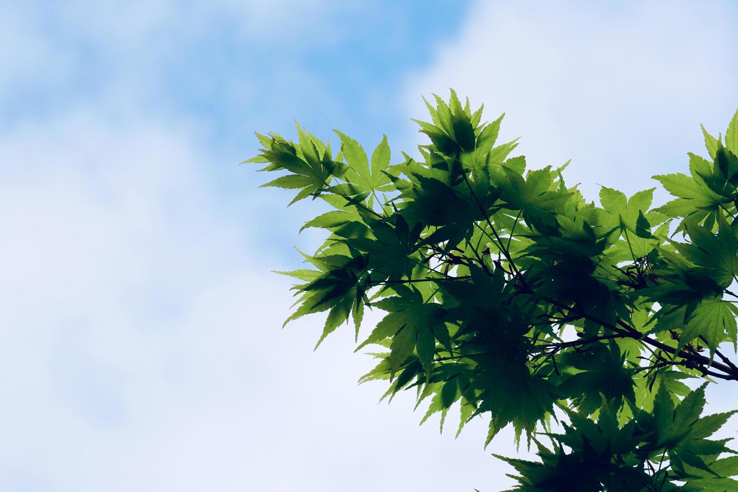 gröna trädblad under vårsäsongen foto