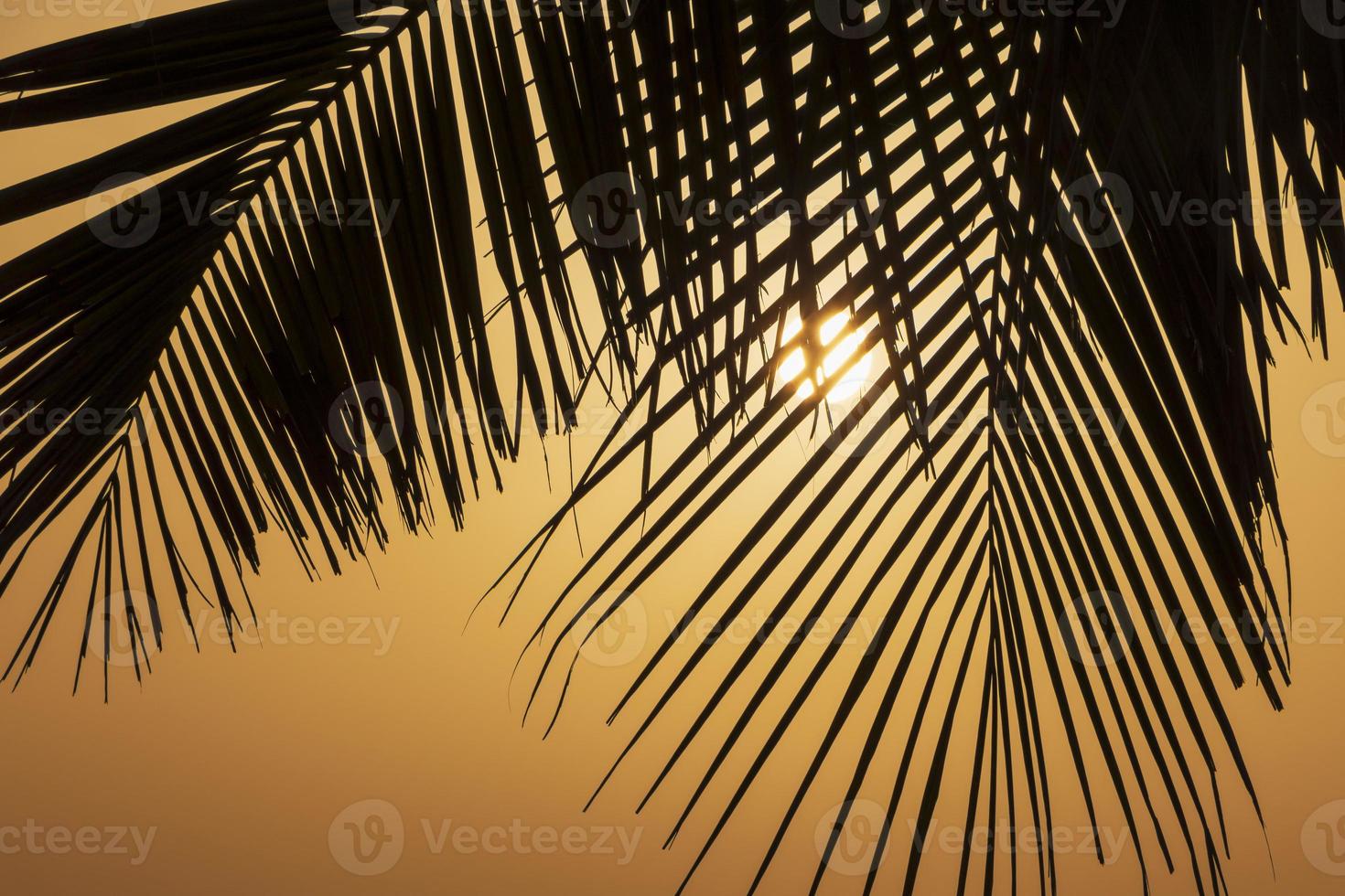 silhuett av handflatan träd löv mot stigande Sol foto