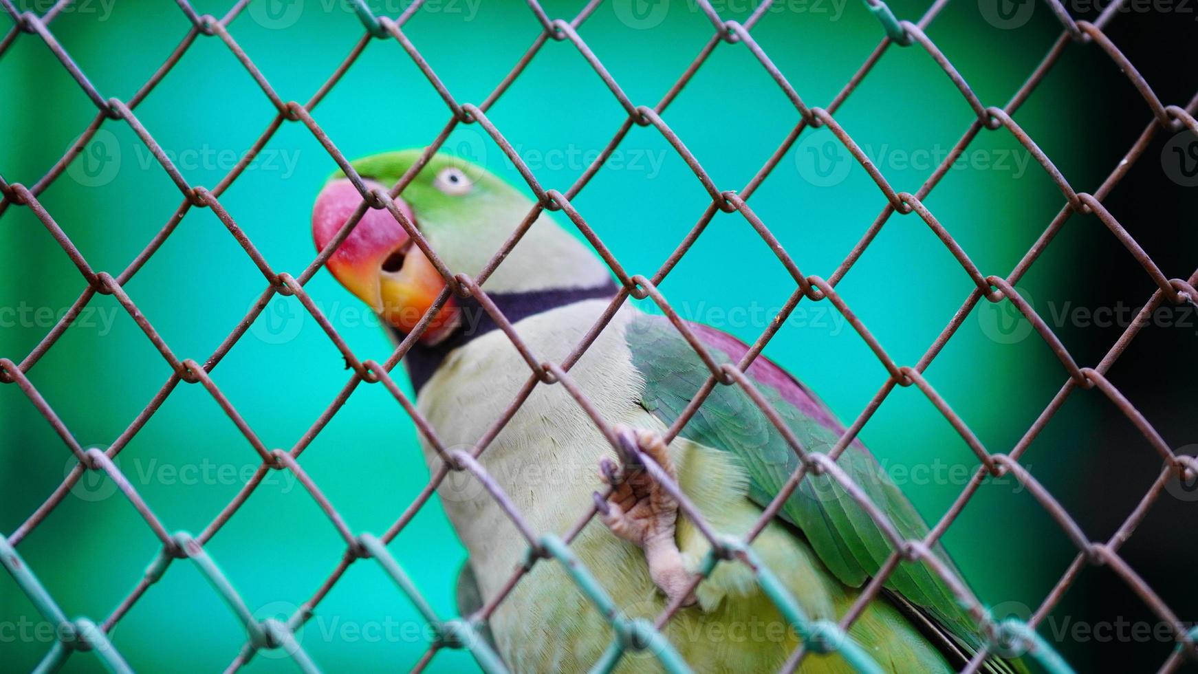 begrepp bild av papegoja Välj fokus foto
