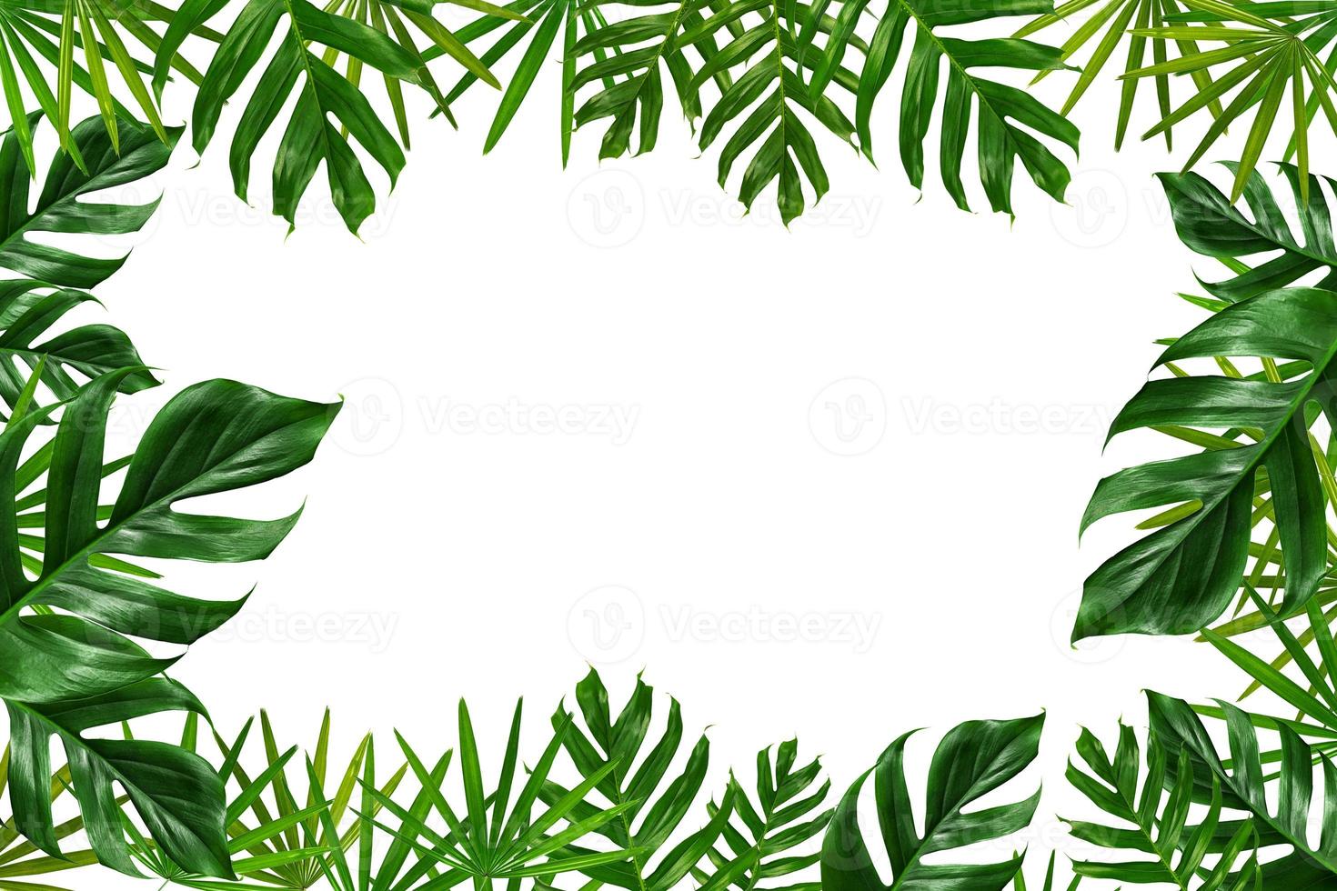 tropiska palmblad ram på en vit bakgrund foto