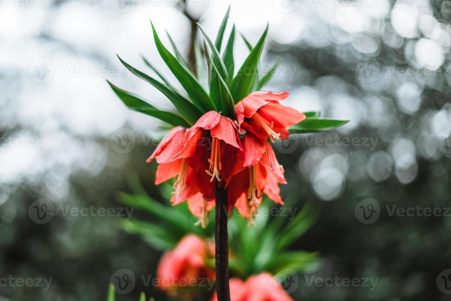 fritillaria imperialis, de krona kejserlig, kejserlig fritillary eller kaisers krona foto