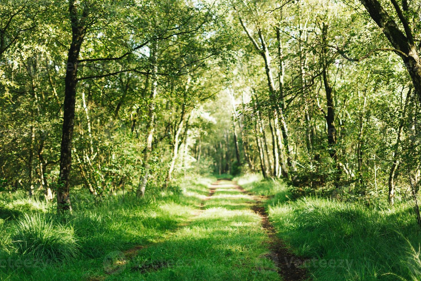 skön och uppfriskande skog på en solig vår dag i Tyskland foto