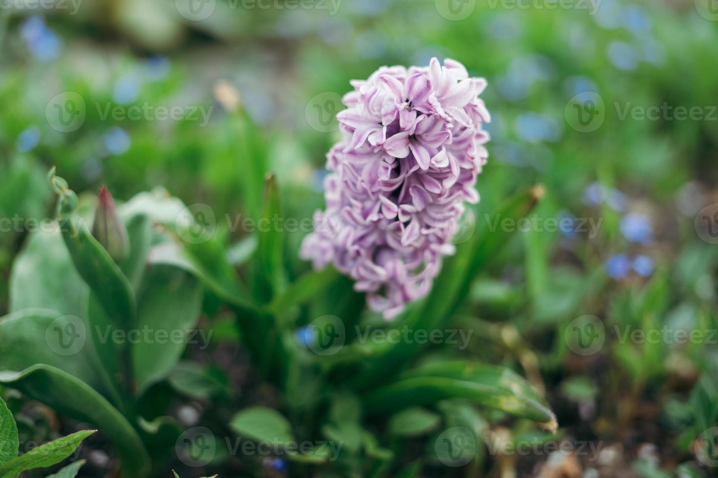 närbild av en hyacinthus orientalis, de allmänning hyacint, trädgård hyacint eller dutch hyacint foto