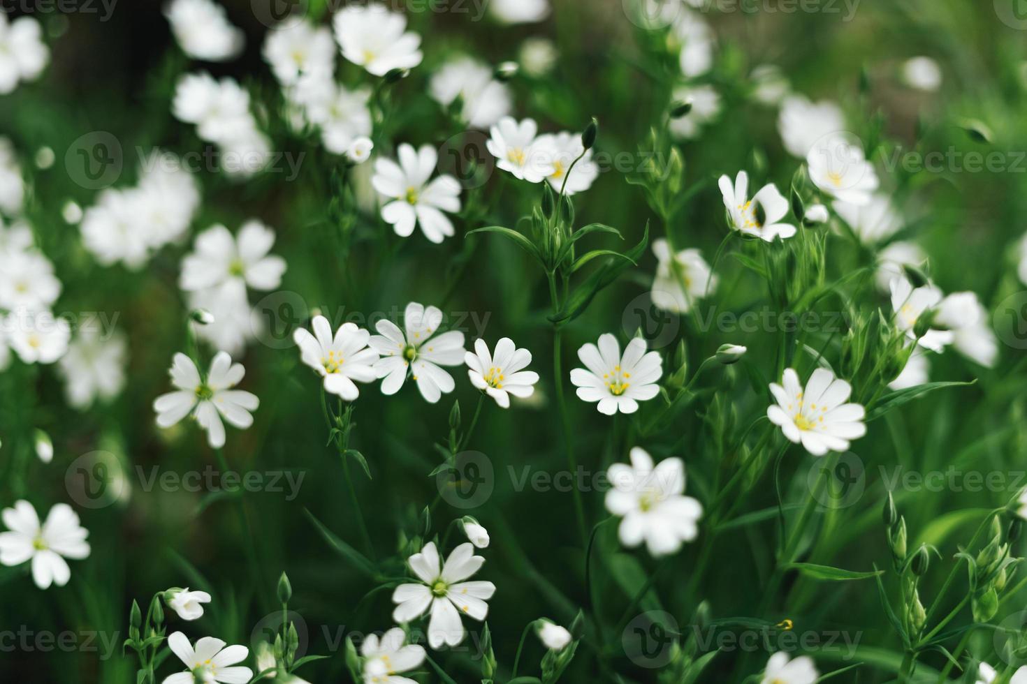 en knippa av stellaria blommor växt foto