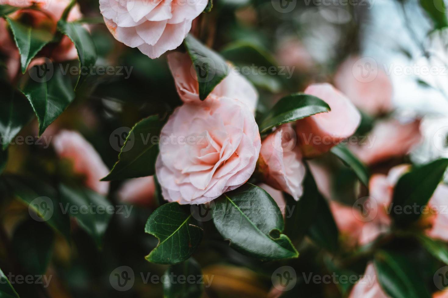 rosa kamelia japonica, känd som allmänning kamelia, eller japansk kamelia foto