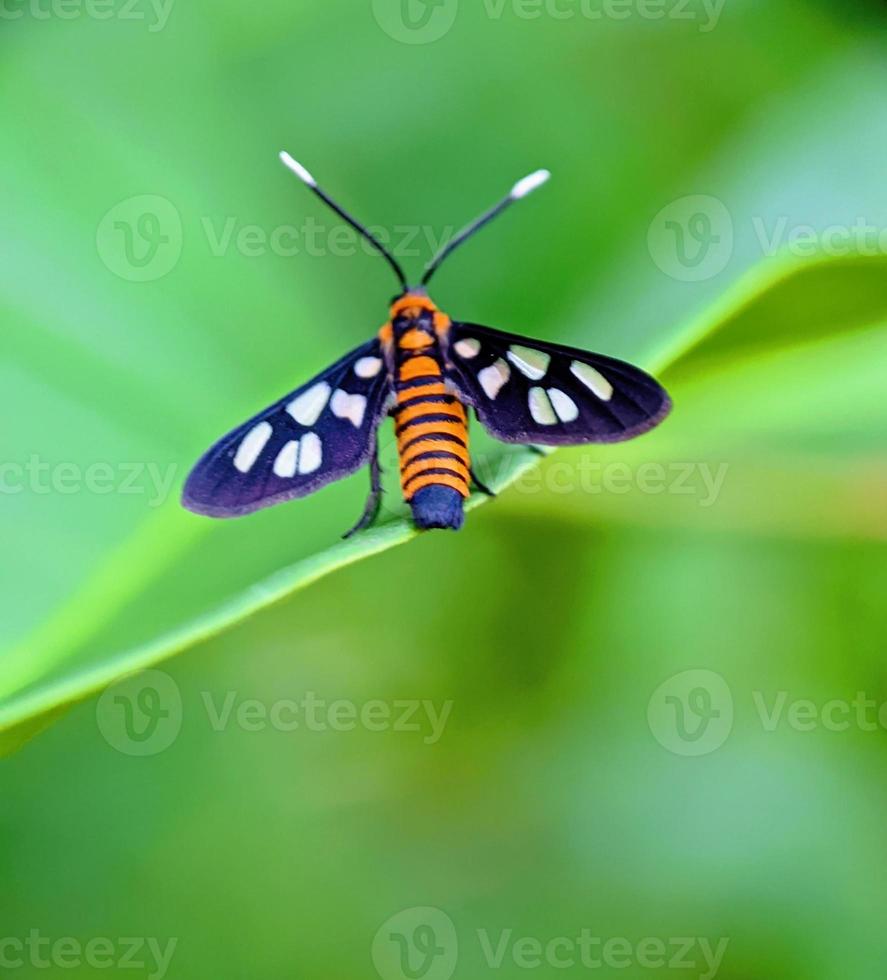 makro fotografi, små fjäril foto