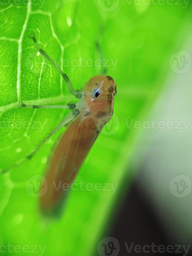 makro, insekter på de löv foto