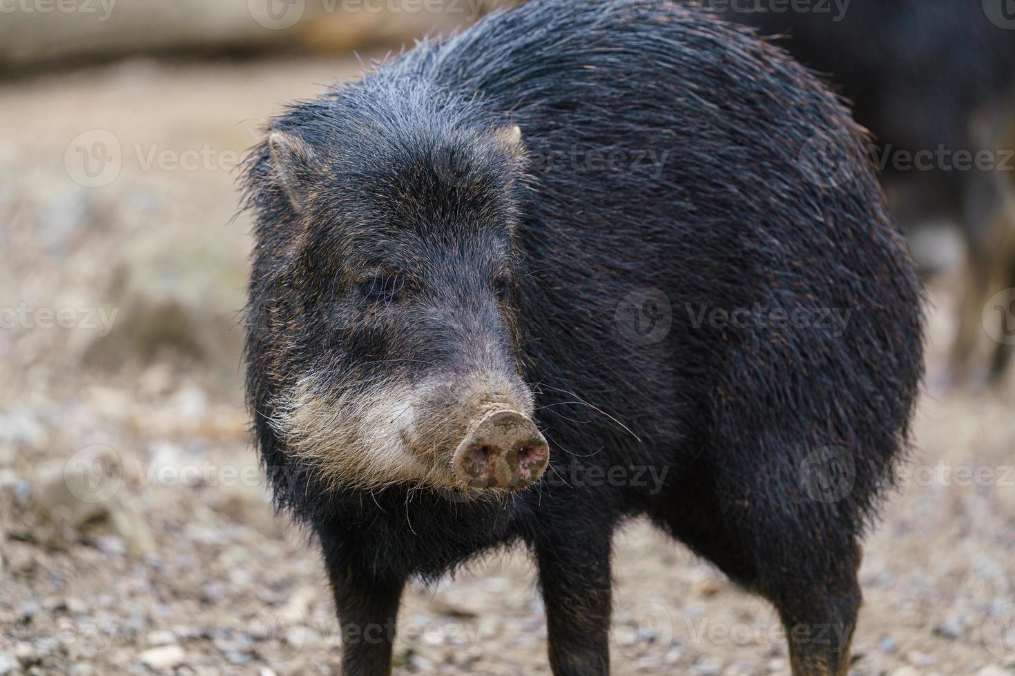 chacoan peccary, också känd som de tagua. foto