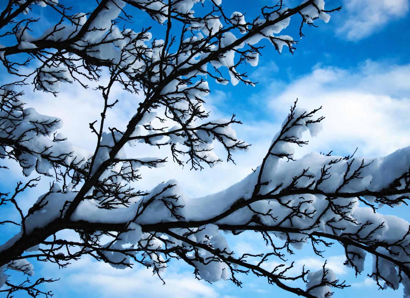 snöiga grenar mot himlen foto