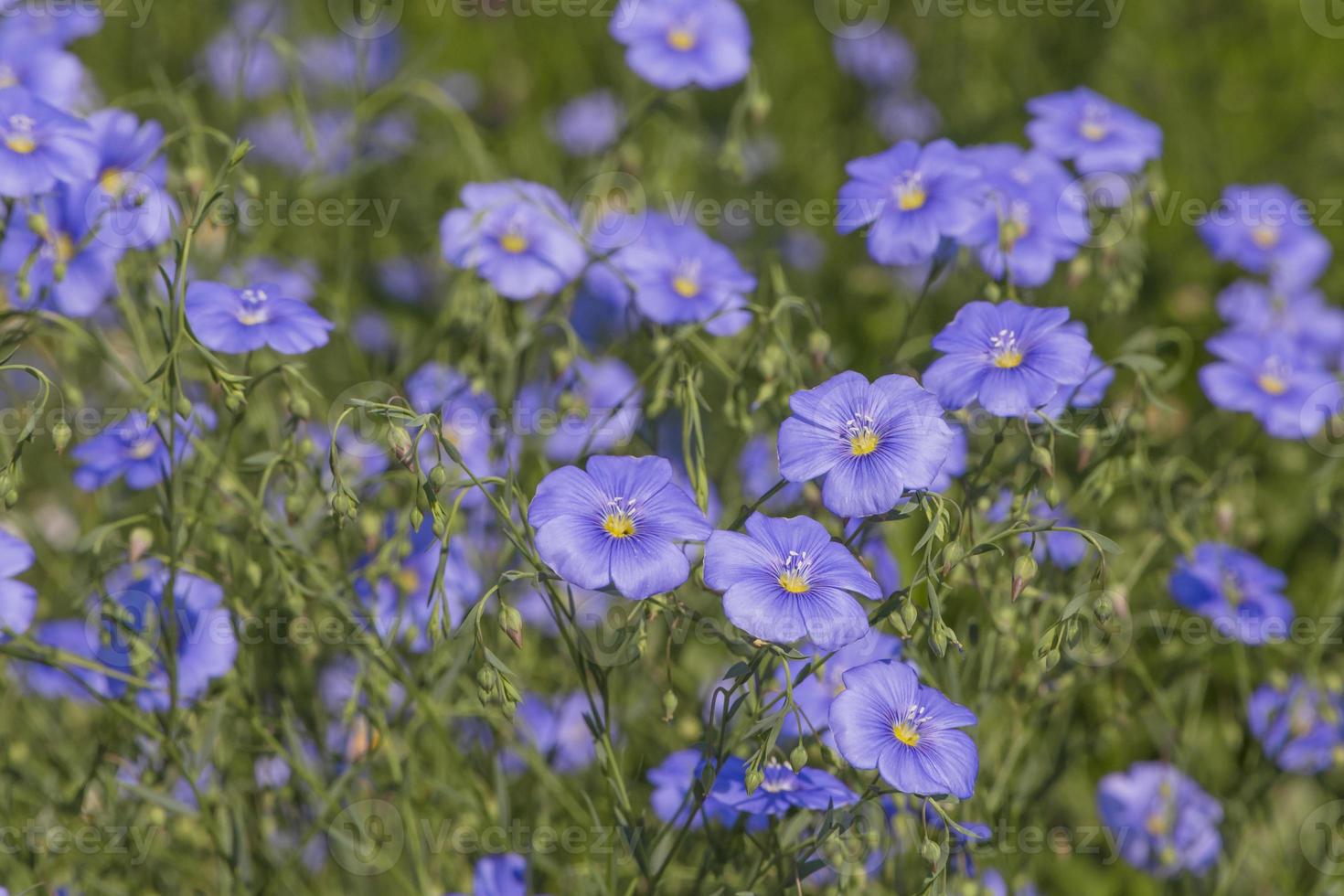 blå lin blommor i en trädgård på sommar foto