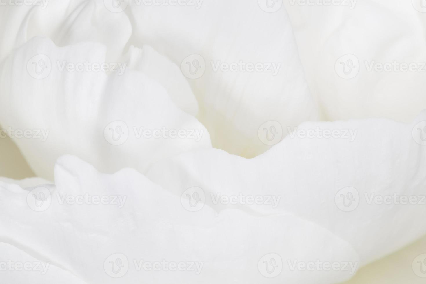 vit kronblad av pion blomma foto