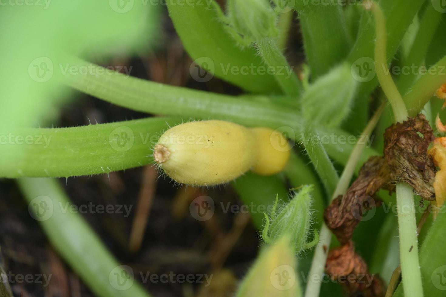 gul squash växande i en vegetabiliska trädgård foto