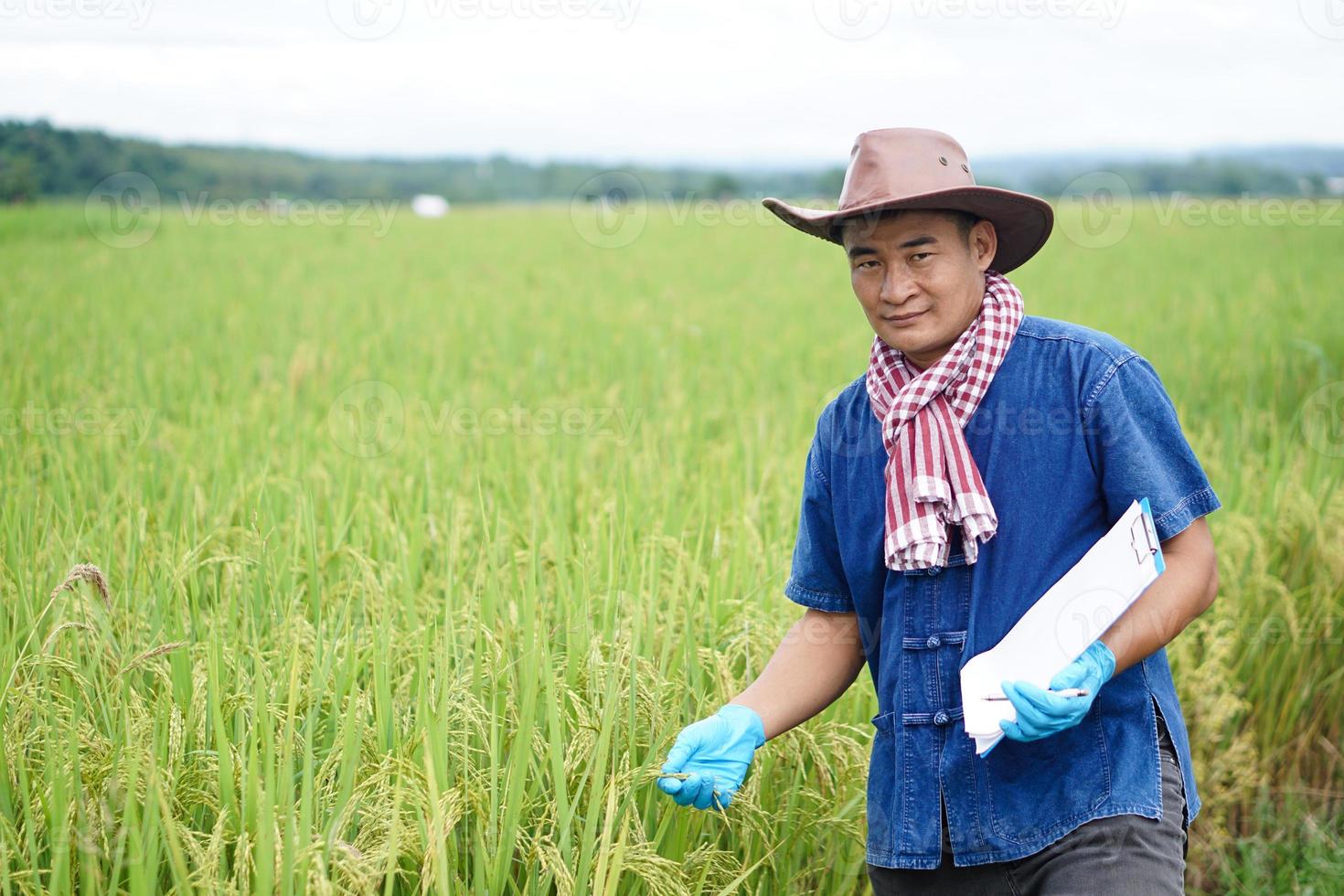 asiatisk man jordbrukare är på irländare fält, bär hatt, blå skjorta, innehar papper urklipp, inspektera ris växter. begrepp, lantbruk forskning, ta vård av beskära till utveckla raser av ris. foto