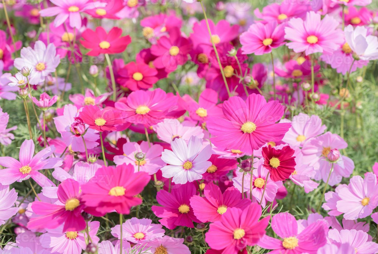skön rosa kosmos blomma i trädgård foto