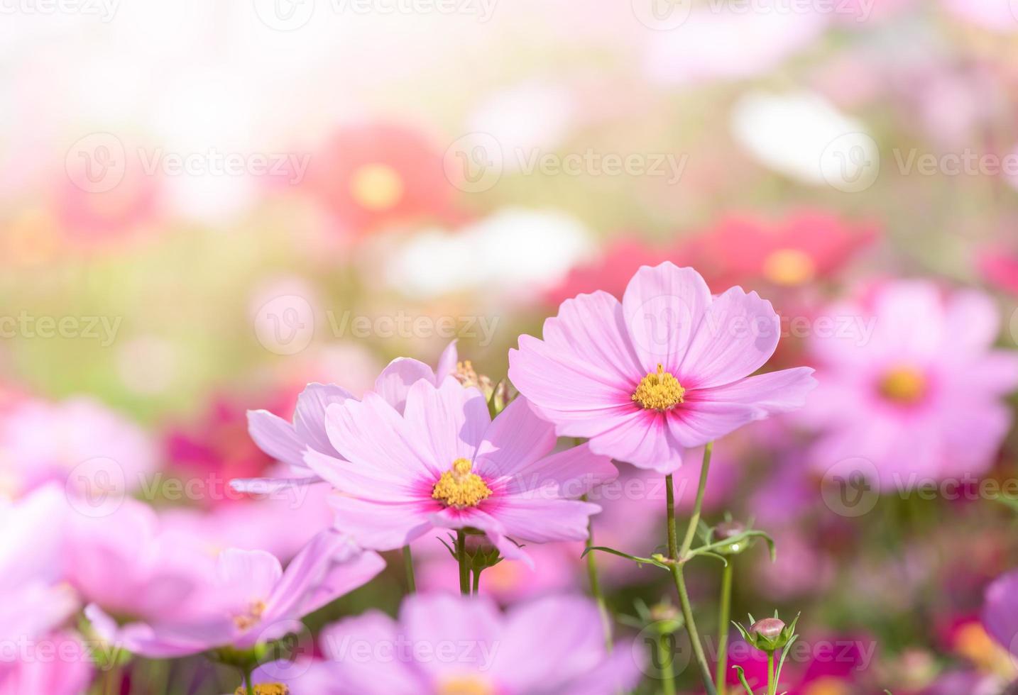 skön rosa kosmos blomma i trädgård foto