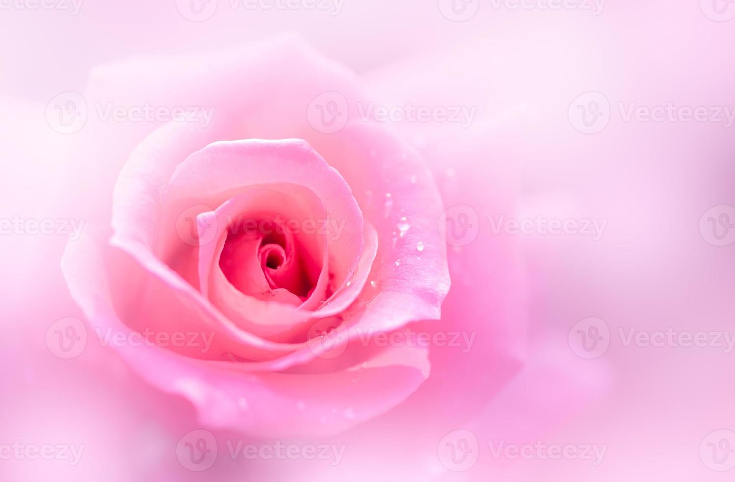 stänga upp av färsk rosa reste sig blomma, foto