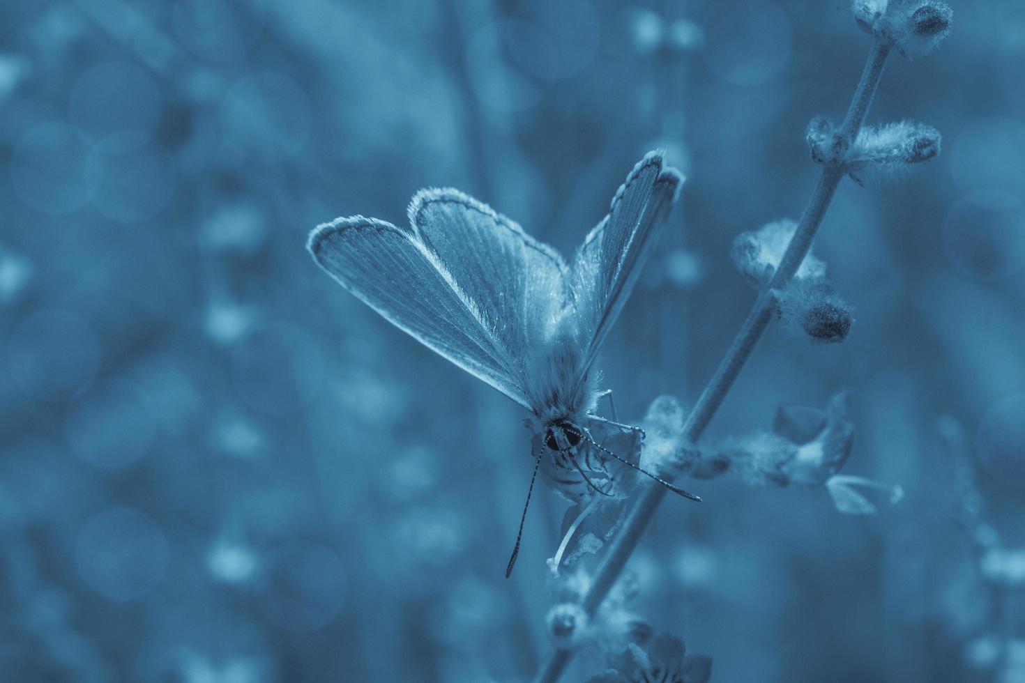 fjäril Sammanträde med öppen vingar på blomma i trädgård foto