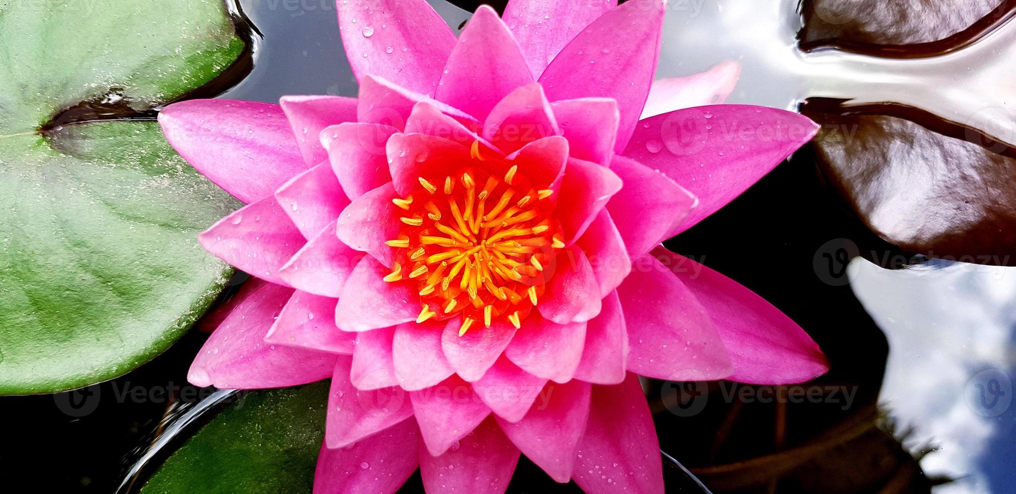 stänga upp eller topp se av skön rosa lotus blomning på vatten trädgård. skönhet av natur och mjuk lilja blomma begrepp foto