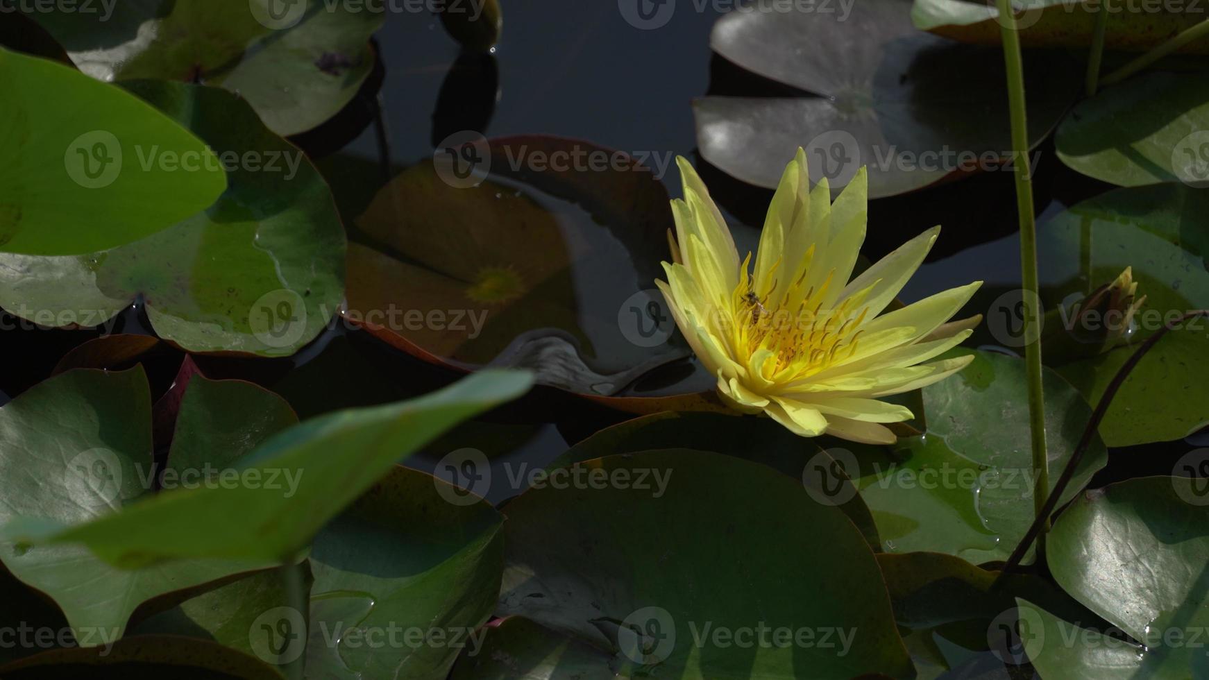gul lotus blommor blomning i en skön lotus damm. foto