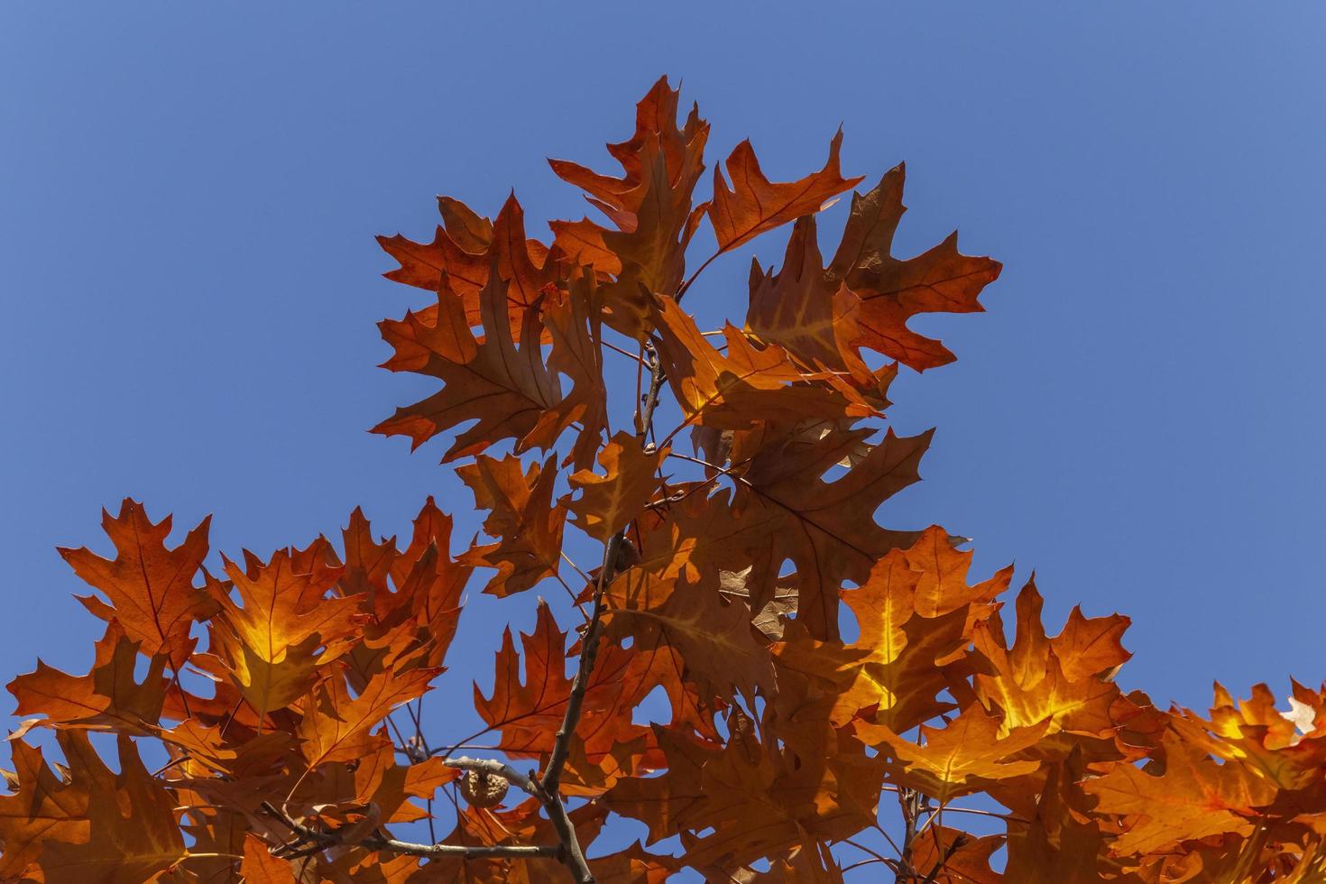 ek träd lövverk mot blå himmel på falla foto