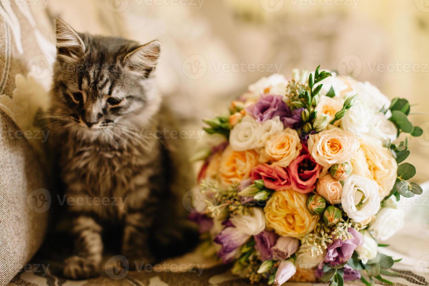 på de soffa Nästa till de brudens bukett skön Hem brun katt. katt, blommor, soffa, bukett, bröllop, morgon, hus, rum, inbjudan, Semester, firande, kattunge foto