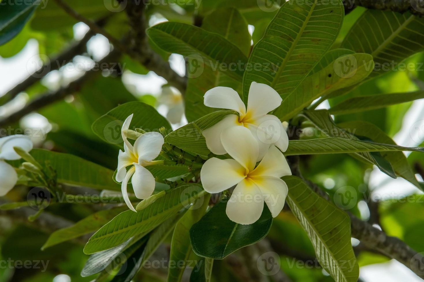 frangipani blomma träd i oahu hawaii foto