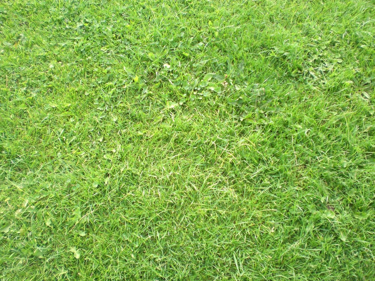 grön gräs textur kan vara använda sig av som bakgrund foto
