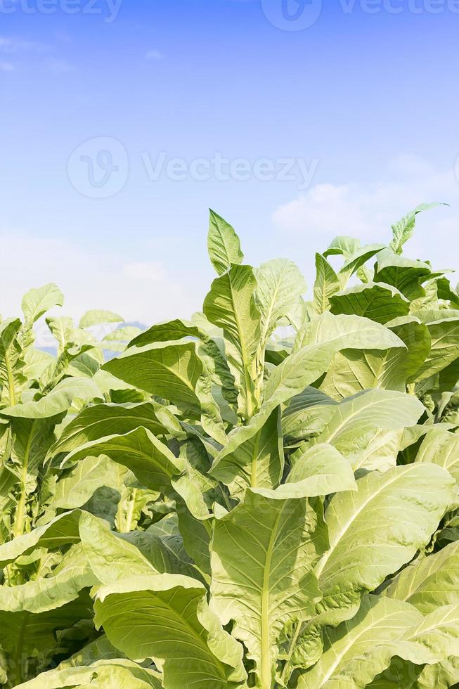 fält nicotiana tabacum foto