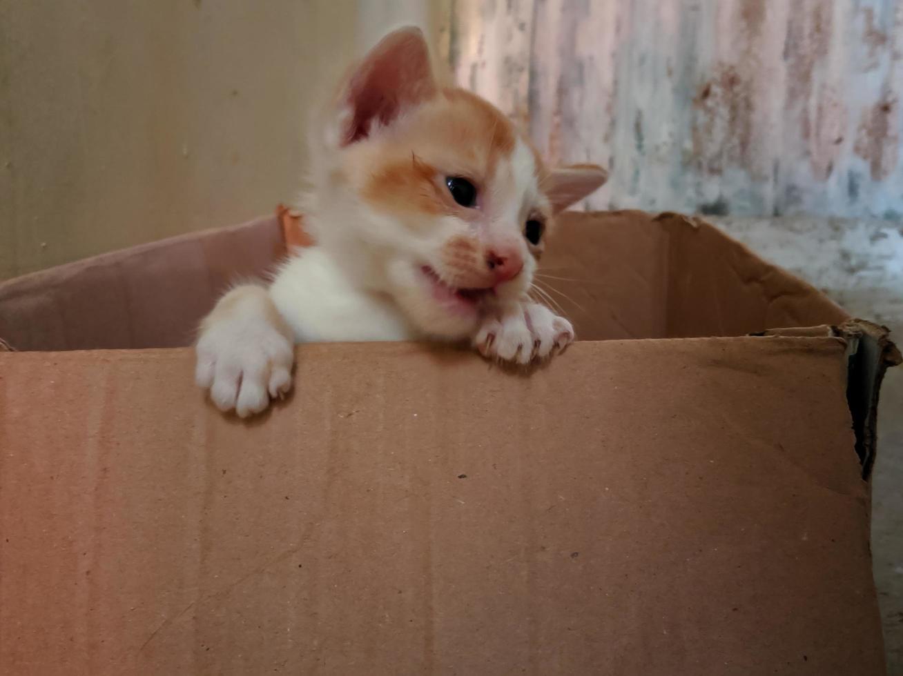 en kattunge är i en kartong låda foto