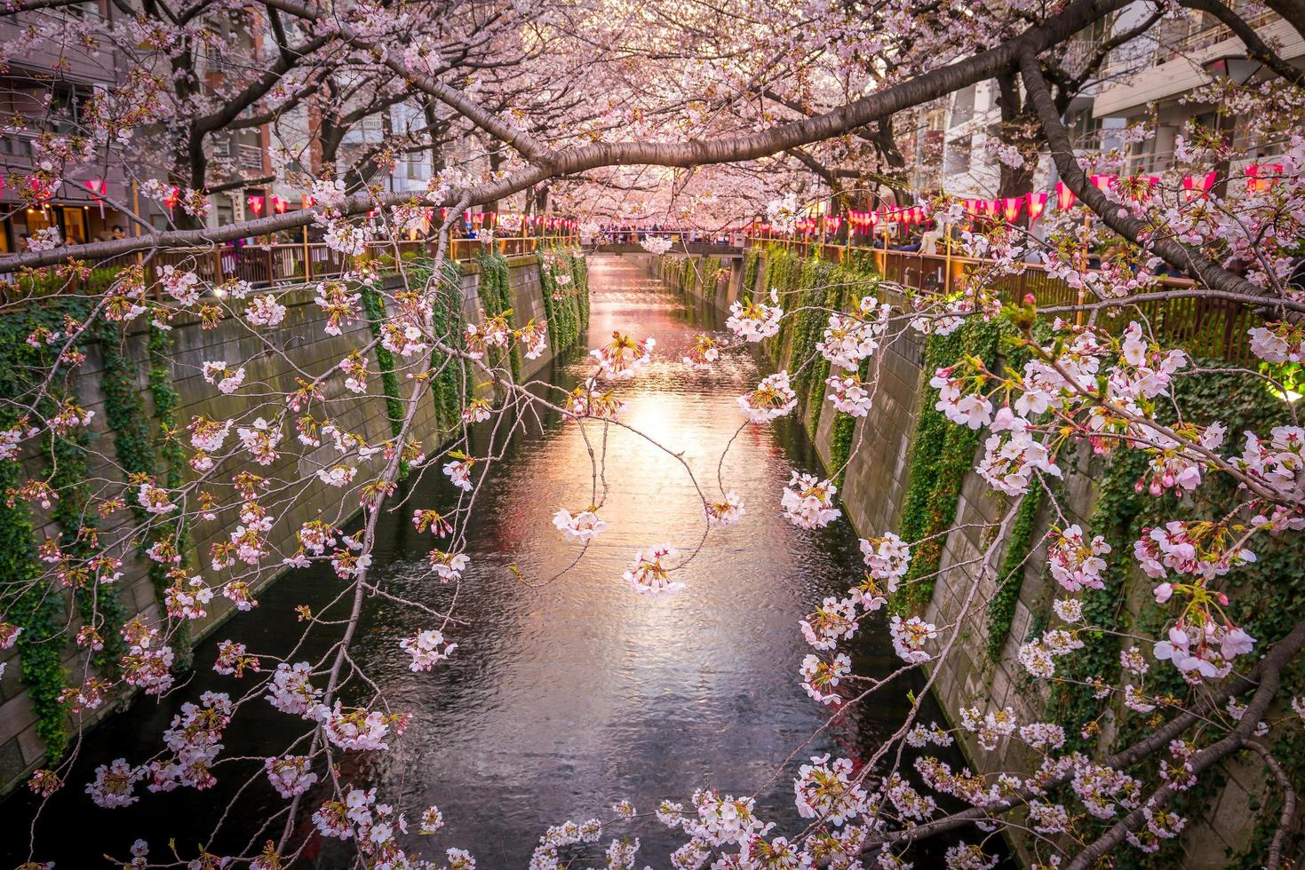 körsbärsblomning vid meguro-kanalen i tokyo, japan foto