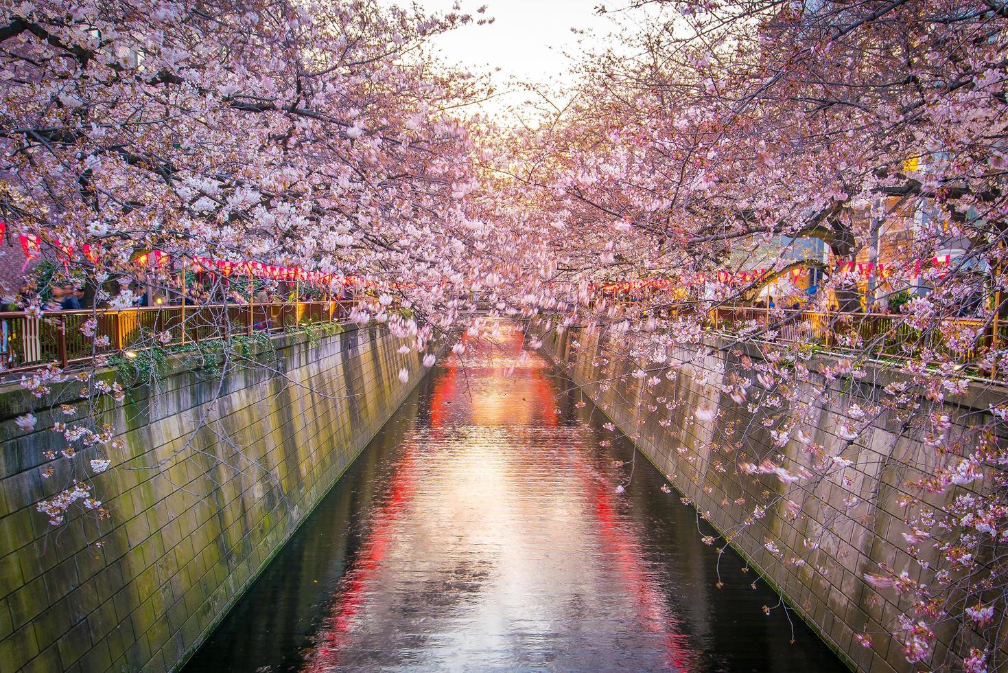 körsbärsblomning vid meguro-kanalen i tokyo, japan foto