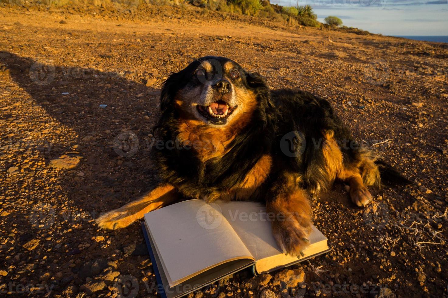 hund med böcker foto