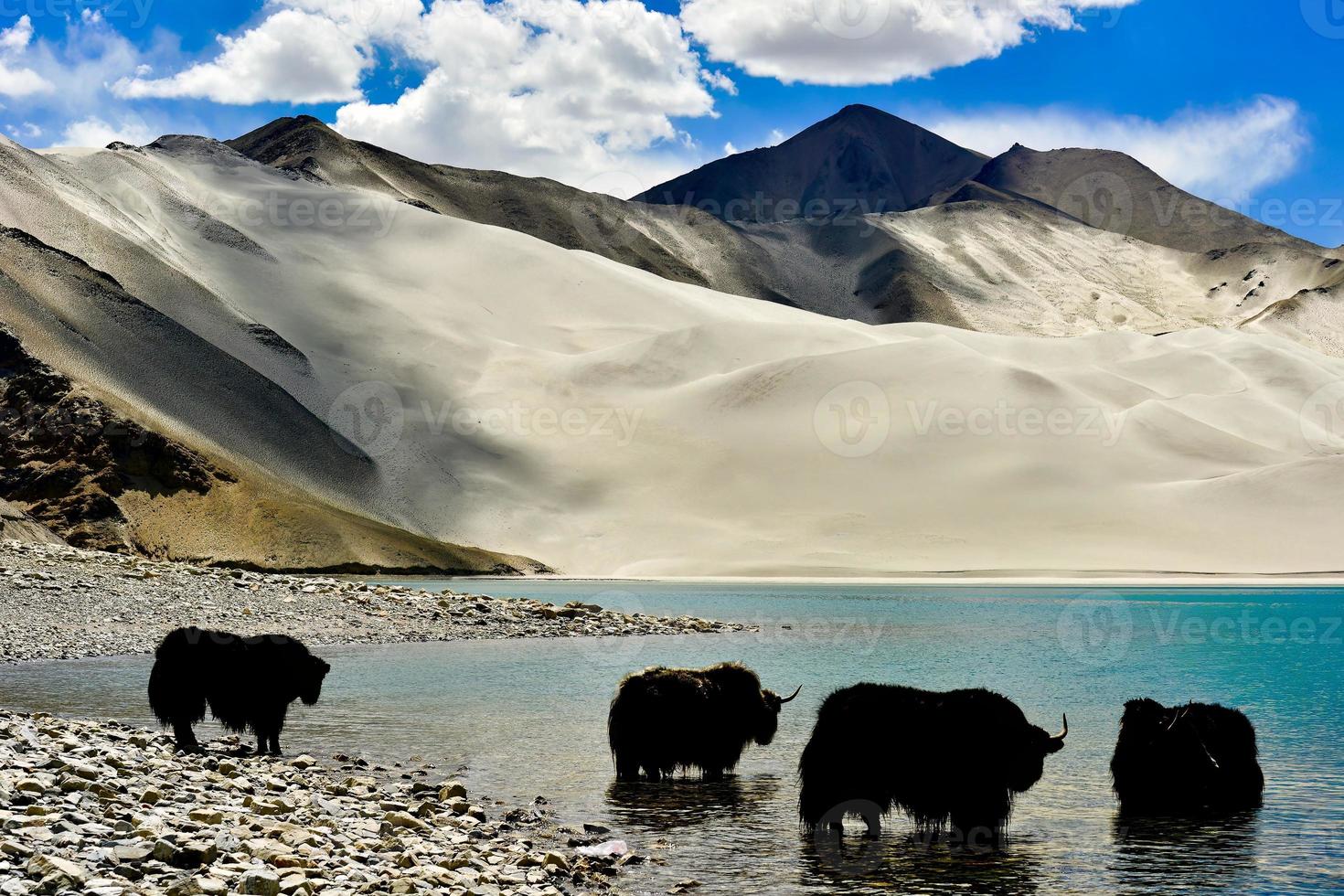 alpina yaks dricka vatten i de baisha sjö av bulunkou reservoar i sydlig xinjiang foto