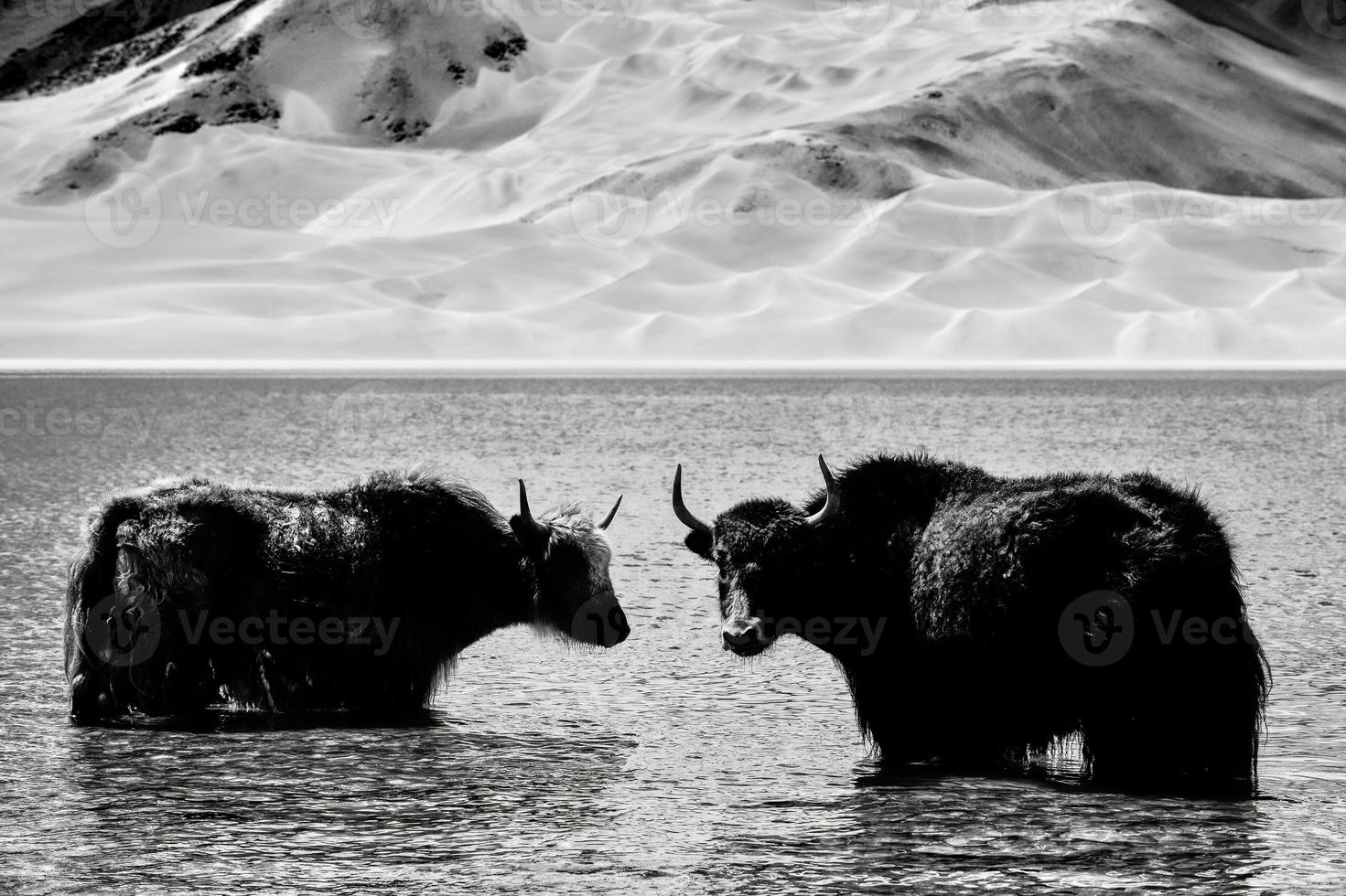 alpina yaks dricka vatten i de baisha sjö av bulunkou reservoar i sydlig xinjiang foto