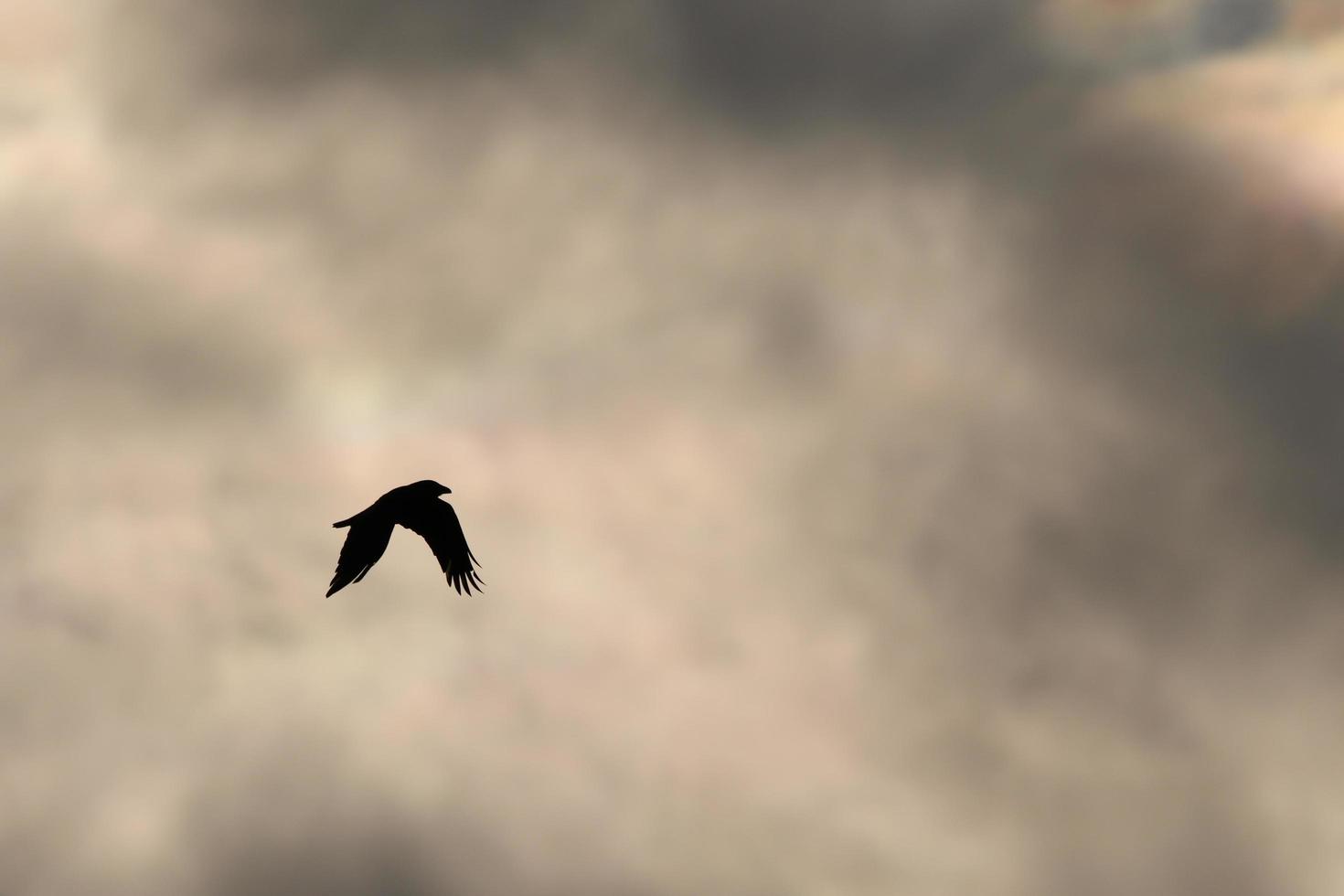 flygande fåglar på en stormig väder och mörk moln foto