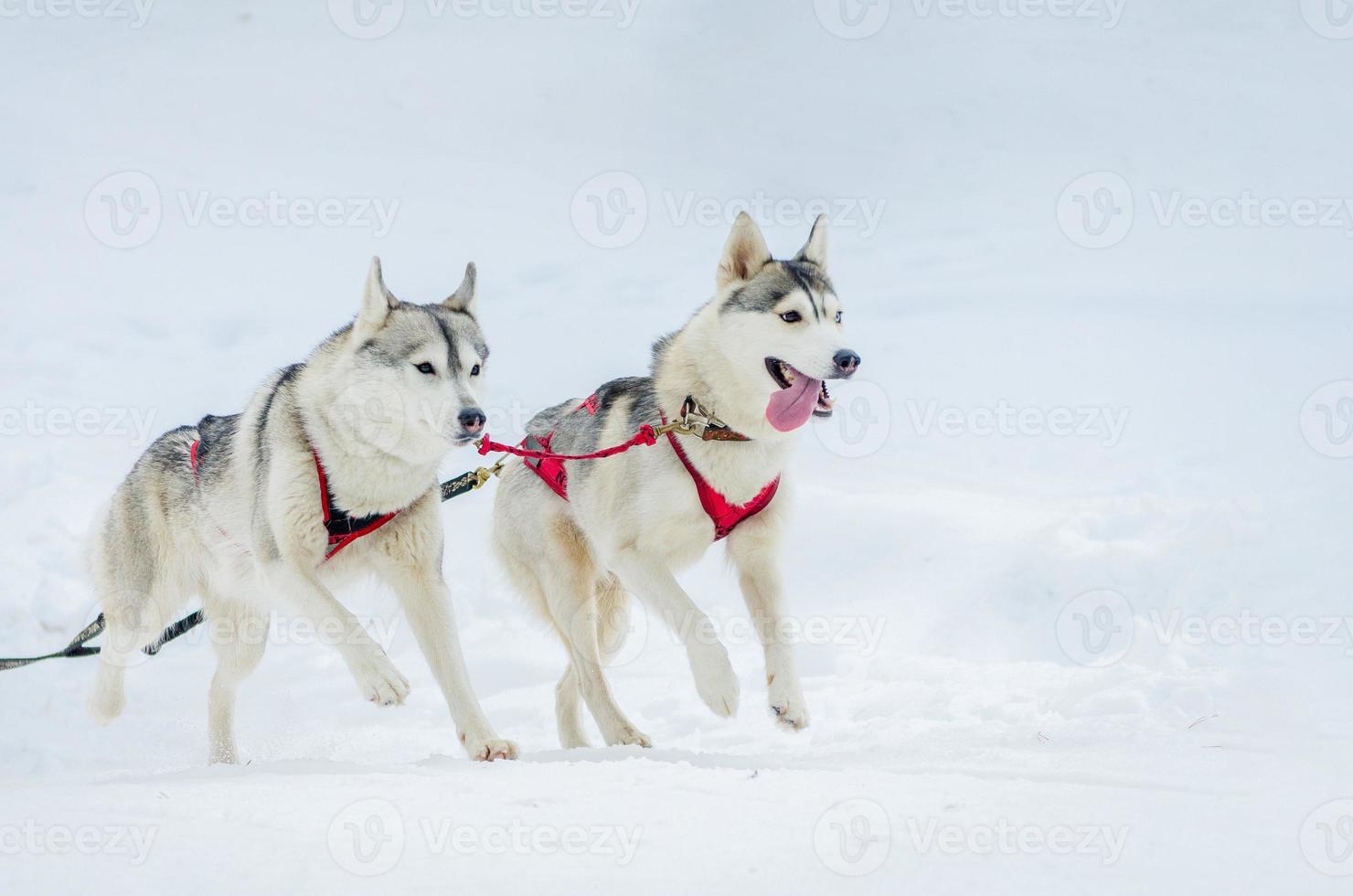 tävling för slädhundar. siberian husky hundar i sele. slädemästerskapsutmaning i den kalla vinterryska skogen. foto