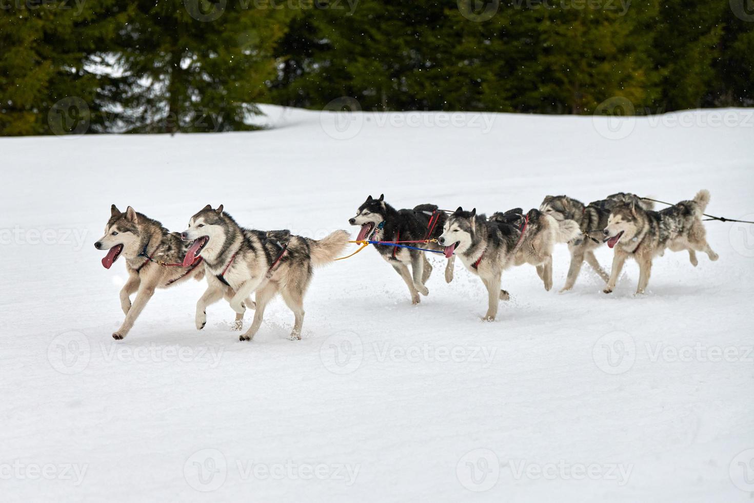 kör husky hund på slädhund racing foto