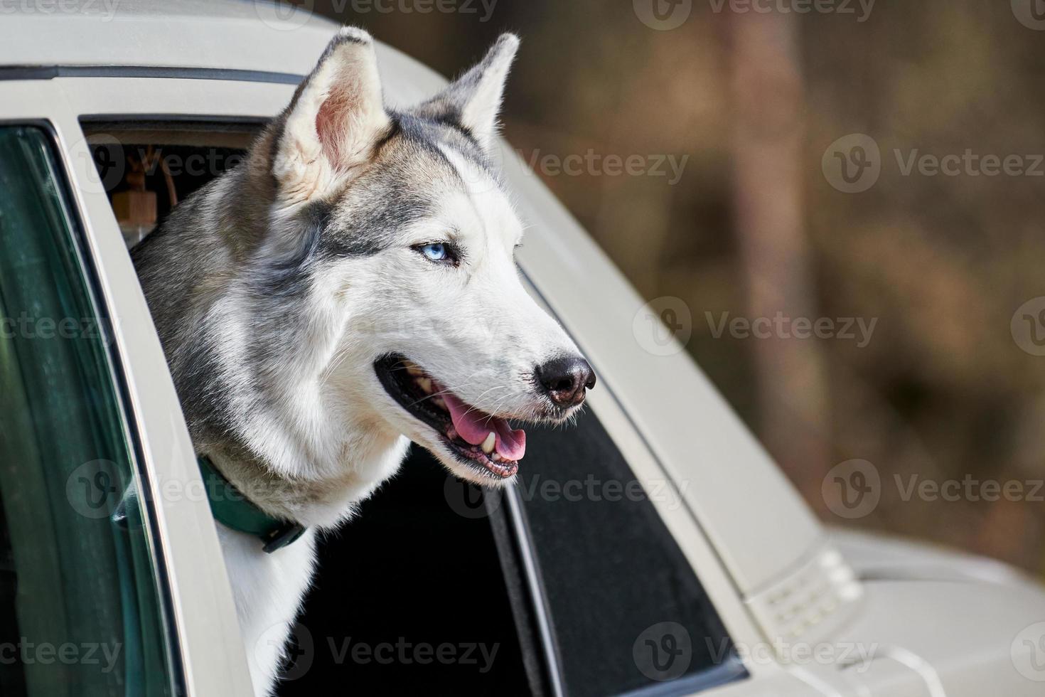 bil reser med sibirisk hes hund lutade ut bil fönster, hes hund profil porträtt foto