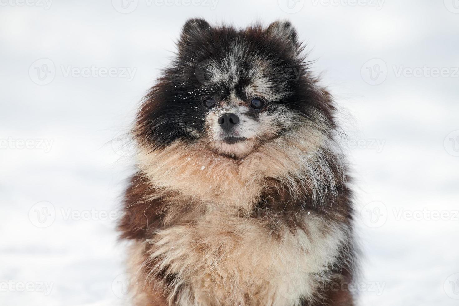 pomeranian spets hund stänga upp vinter- porträtt på snö bakgrund, söt svart marmor med solbränna valp foto