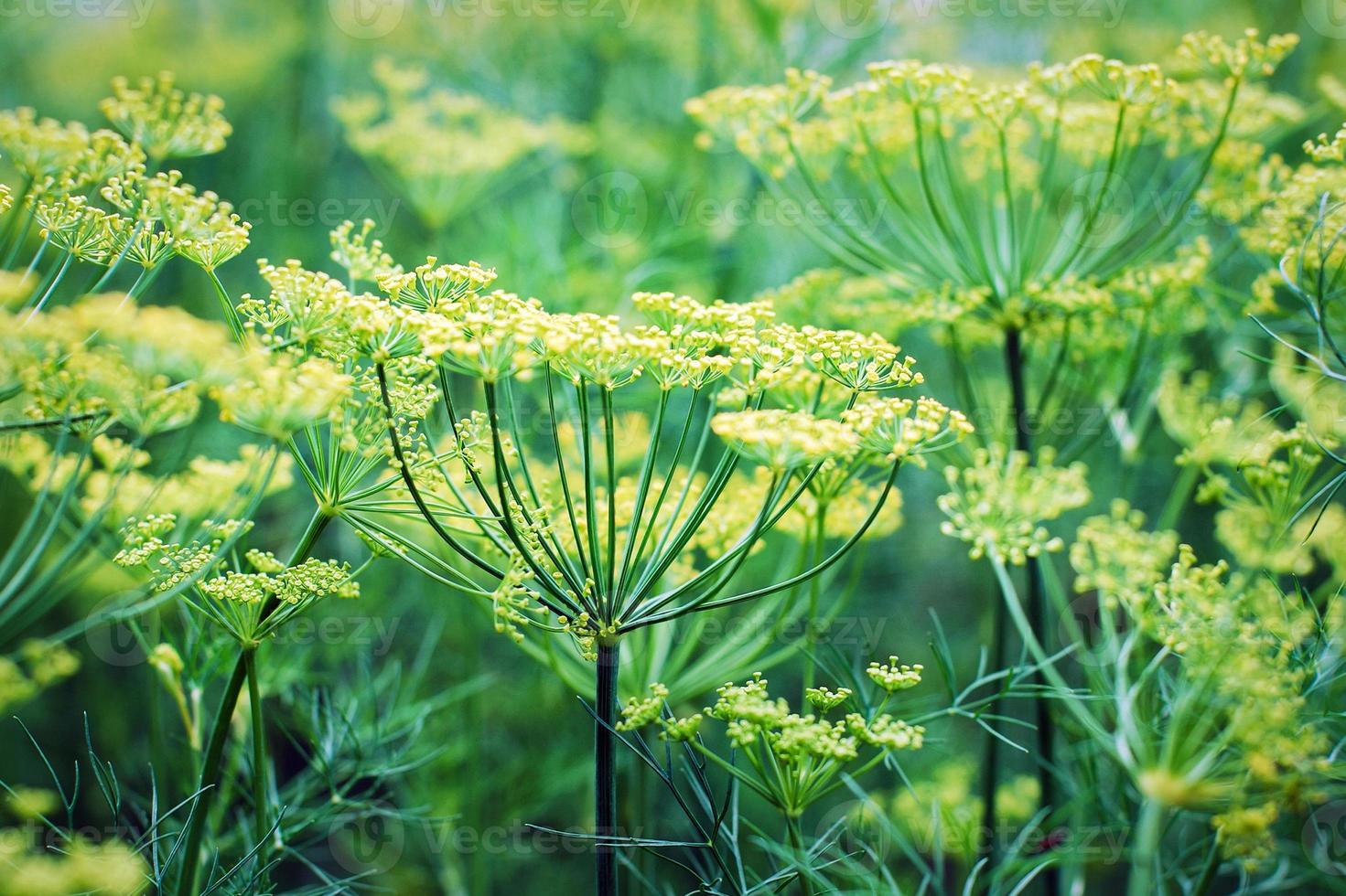 grön dill blomning i kök trädgård foto