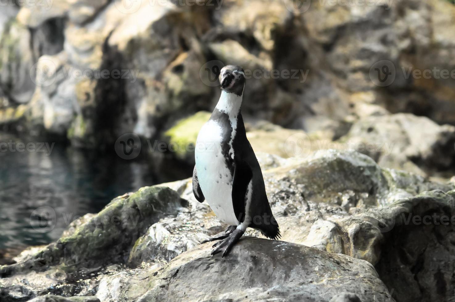 pingviner på de Zoo foto