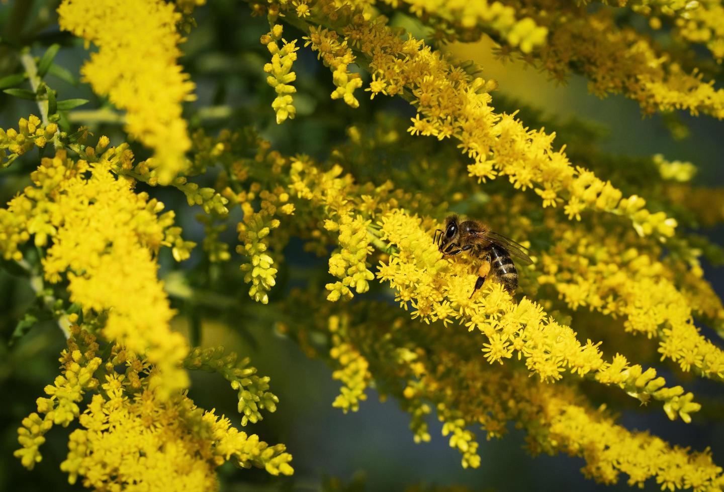 gul goldenrod blomma foto