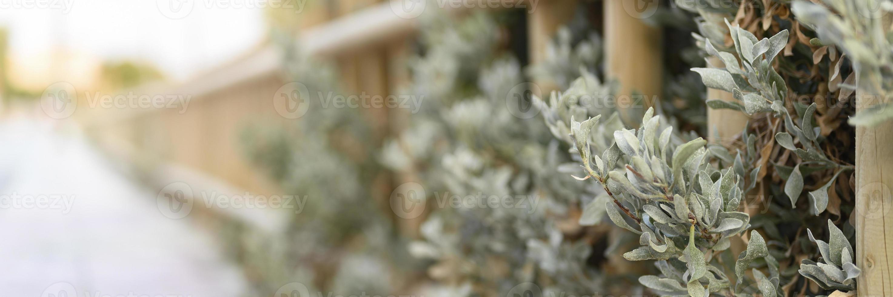 dekorativt trästaket och vitgröna buskar foto