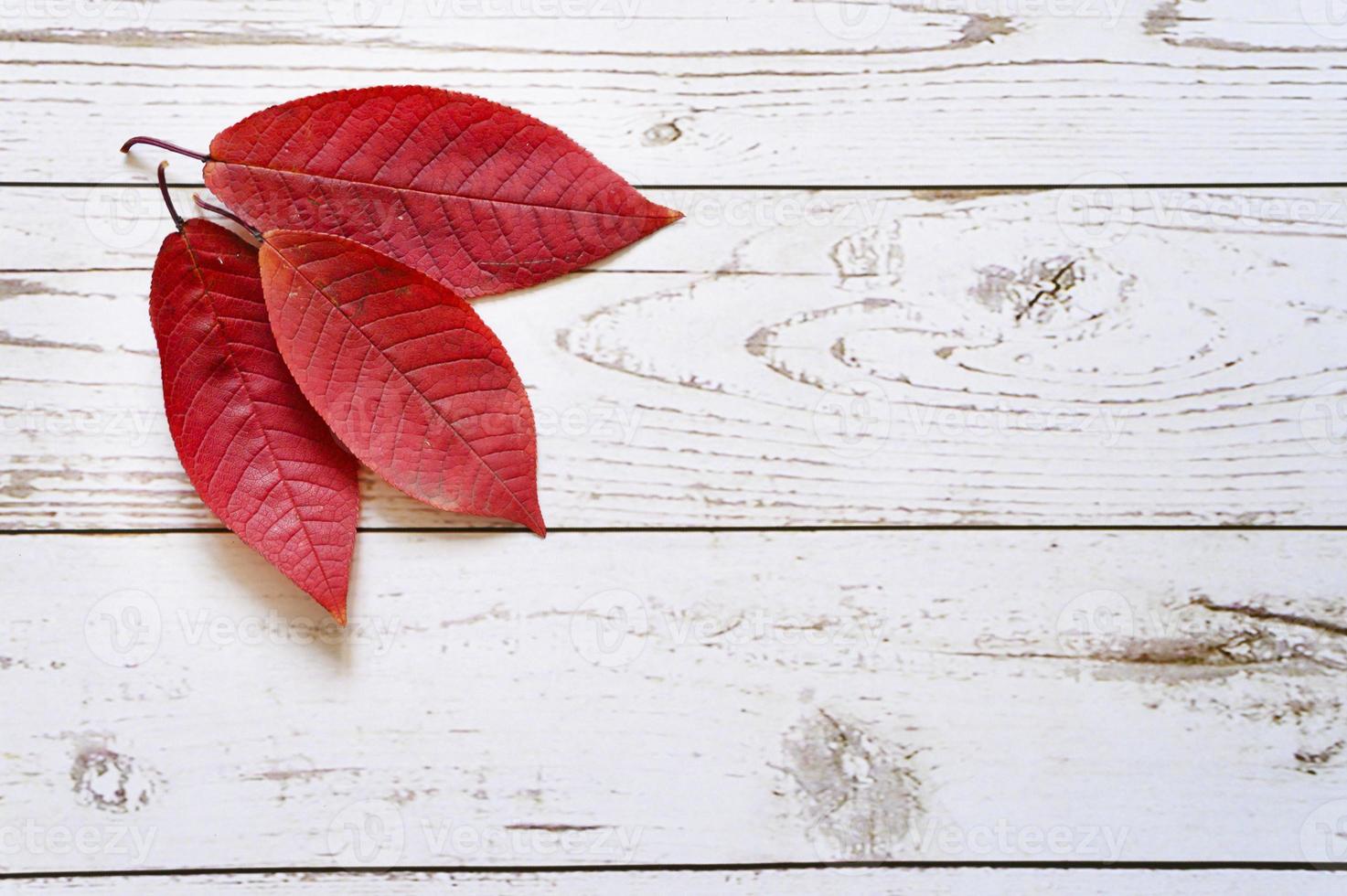 flera röda höstfallna löv på en ljus träbrädebakgrund foto