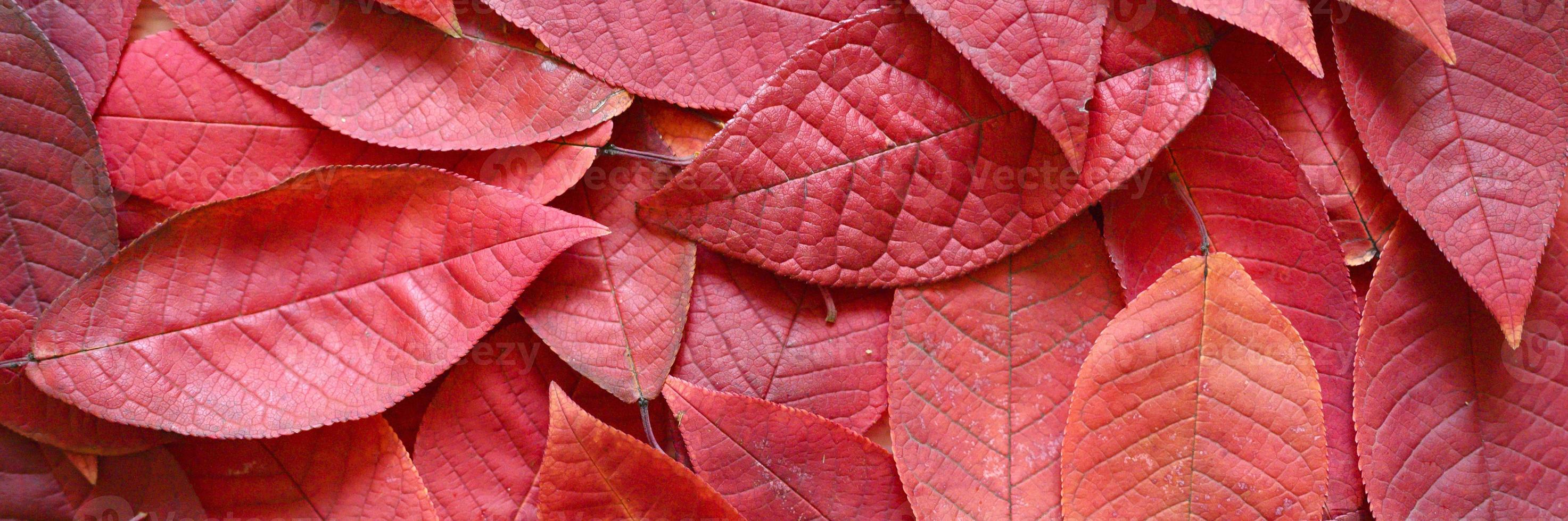 bakgrund av fallna höstens röda blad av ett körsbärsträd foto