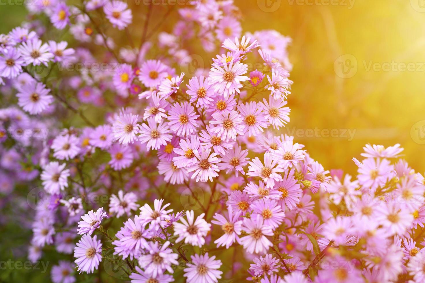 höstblommor aster novi-belgii levande i ljuslila färg foto