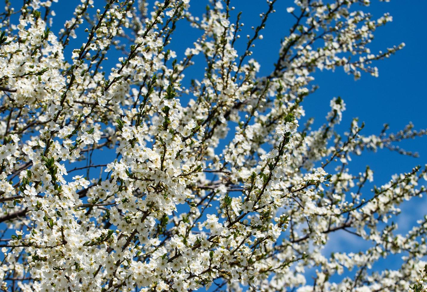 vit blommande buske foto