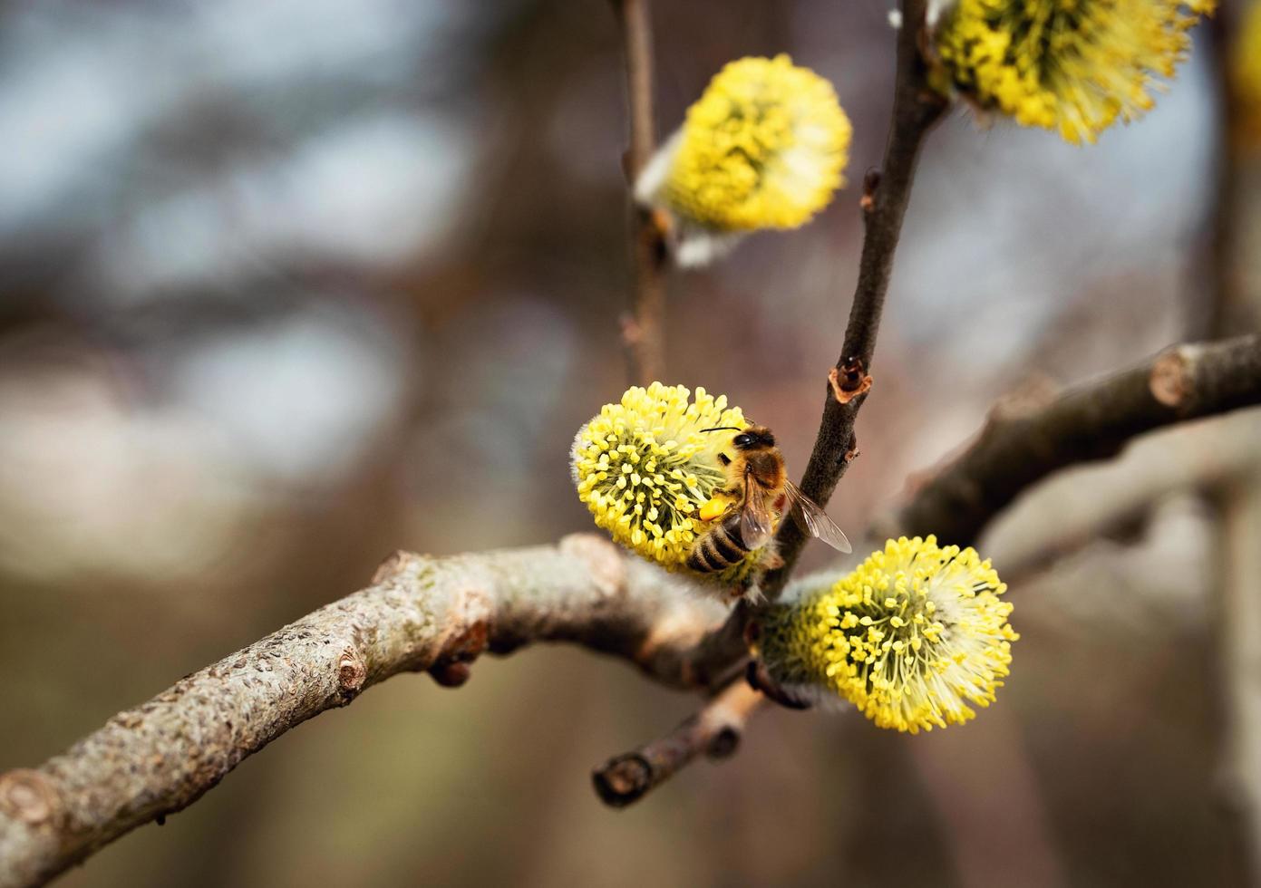 gul pilblomma foto