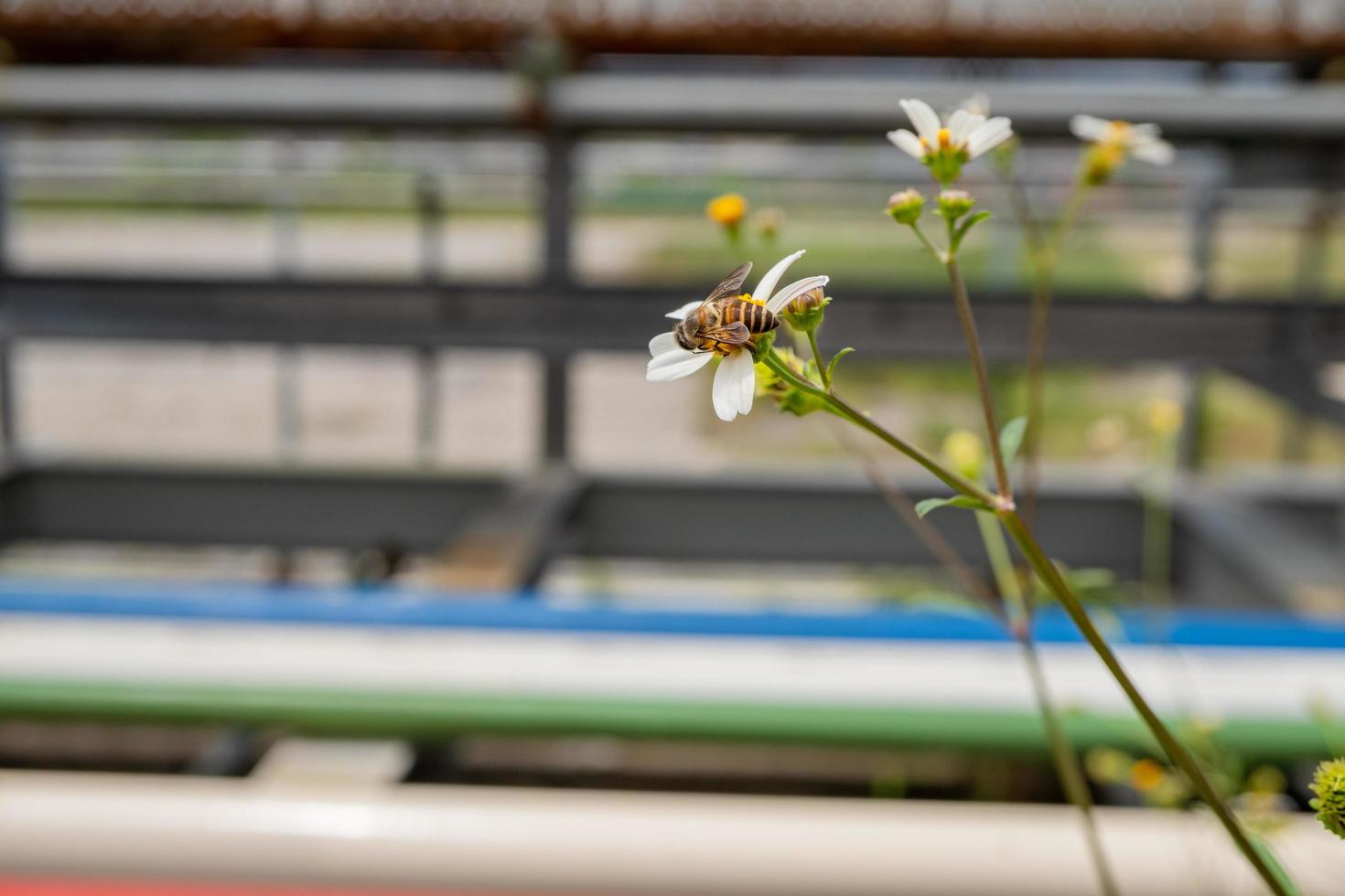 honung bi ta nektar på de äng blomma när dag tid. de Foto är lämplig till använda sig av för djur- vild liv bakgrund, vår affisch och natur innehåll media.